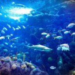 Florida Aquarium