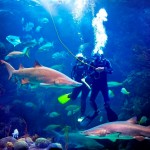 Florida Aquarium