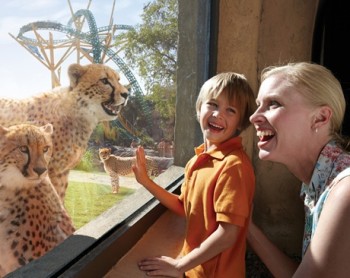 Busch Gardens