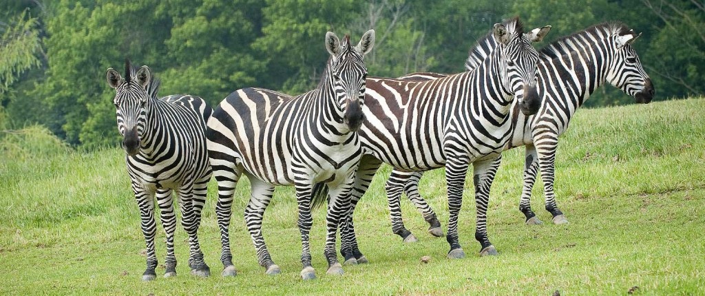 Where Will Your Honda Take You The Fort Wayne Children s Zoo